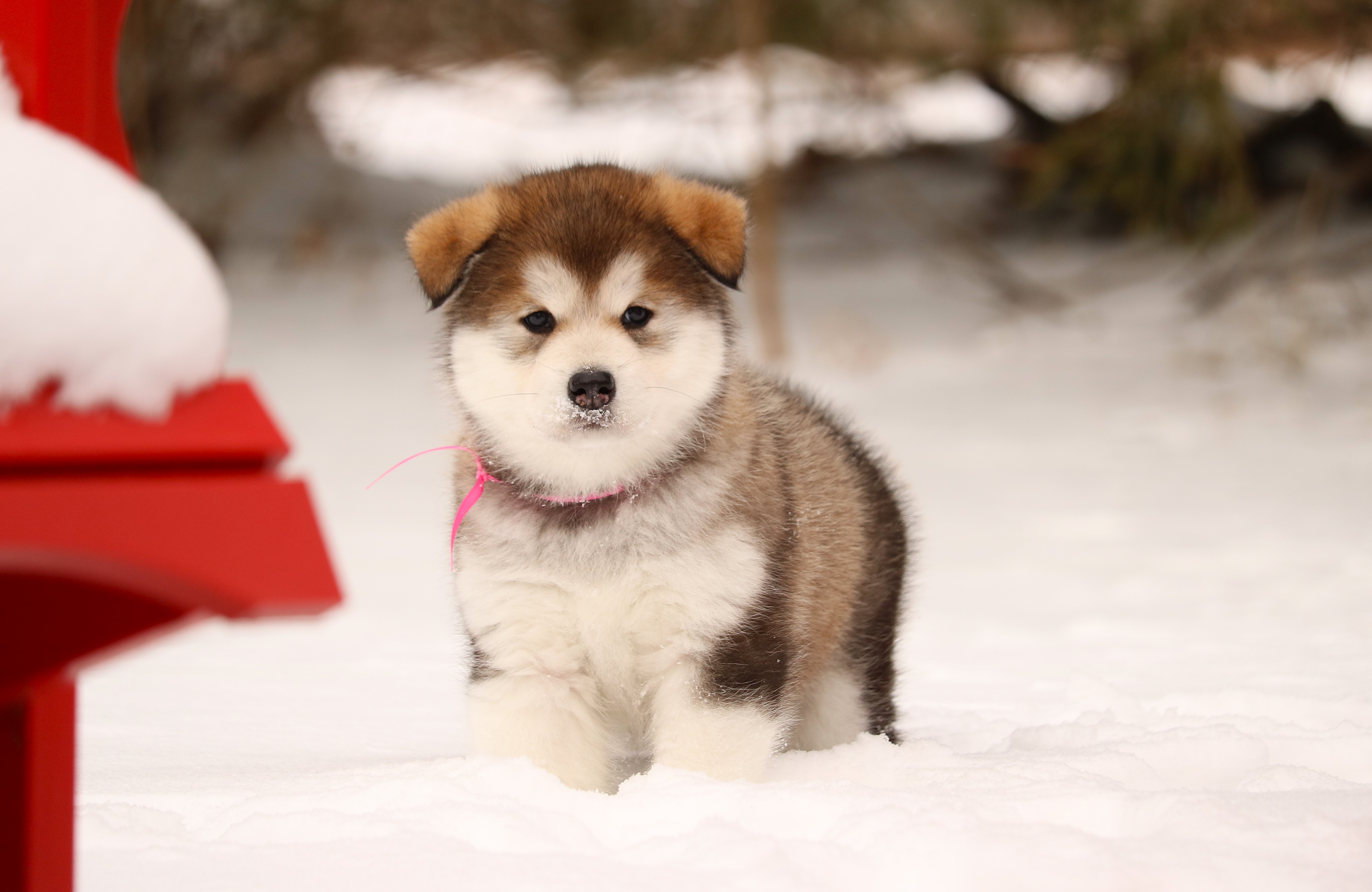 Tala the puppy